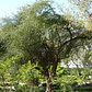 Huingan 1,5 Mts Schinus Polygama Árbol Nativo Ornamental - Miniatura 3