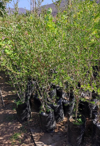 Huingan 1,5 Mts Schinus Polygama Árbol Nativo Ornamental 4