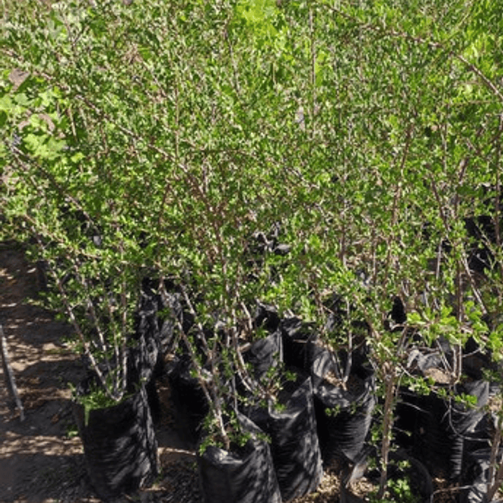 Huingan 1,5 Mts Schinus Polygama Árbol Nativo Ornamental 4