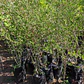 Huingan 1,5 Mts Schinus Polygama Árbol Nativo Ornamental - Miniatura 4
