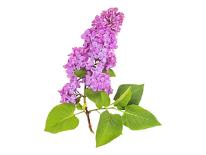 Lila Japónica Syringa Arbusto Ornamental