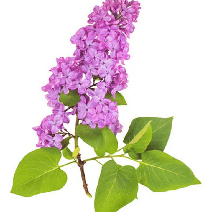 Lila Japónica Syringa Arbusto Ornamental 1