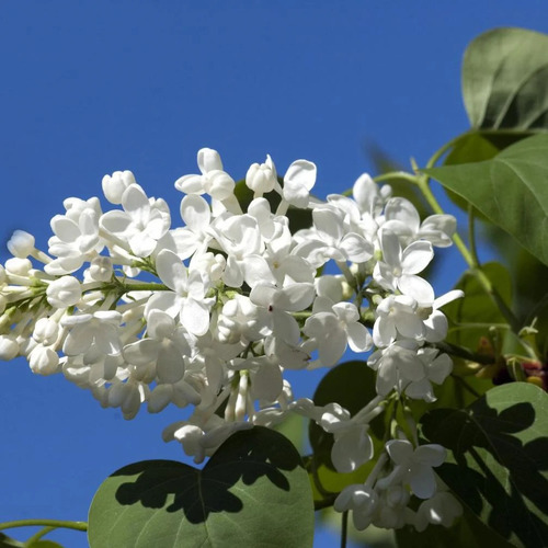Lila Japónica Syringa Arbusto Ornamental 2
