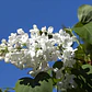 Lila Japónica Syringa Arbusto Ornamental - Miniatura 2