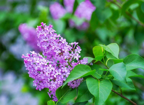 Lila Japónica Syringa Arbusto Ornamental 3