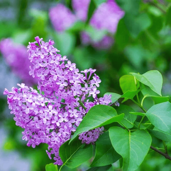 Lila Japónica Syringa Arbusto Ornamental 3