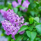 Lila Japónica Syringa Arbusto Ornamental - Miniatura 3