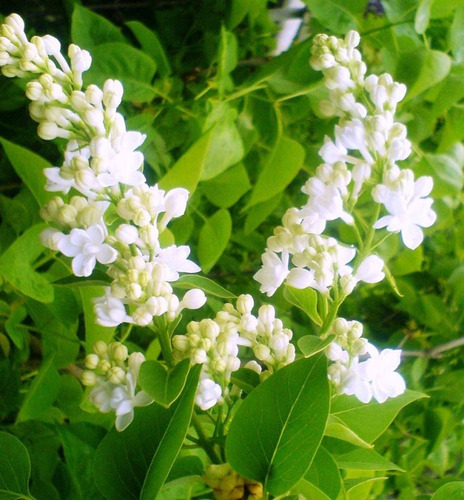 Lila Japónica Syringa Arbusto Ornamental 4
