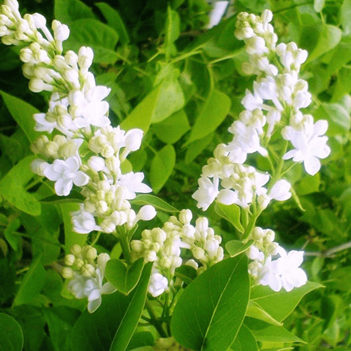 Lila Japónica Syringa Arbusto Ornamental 4