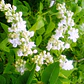 Lila Japónica Syringa Arbusto Ornamental - Miniatura 4