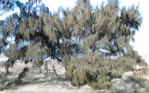 Casuarina / Pino Australiano 2 Metros Árbol Ornamental 1