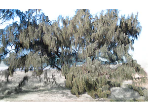Casuarina / Pino Australiano 2 Metros Árbol Ornamental
