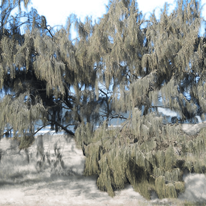 Casuarina / Pino Australiano 2 Metros Árbol Ornamental 1