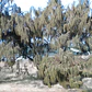 Casuarina / Pino Australiano 2 Metros Árbol Ornamental - Miniatura 1