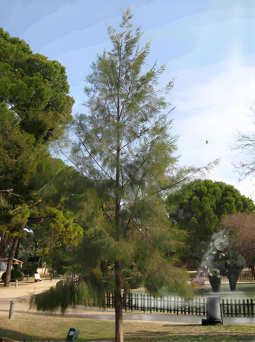Casuarina / Pino Australiano 2 Metros Árbol Ornamental 2