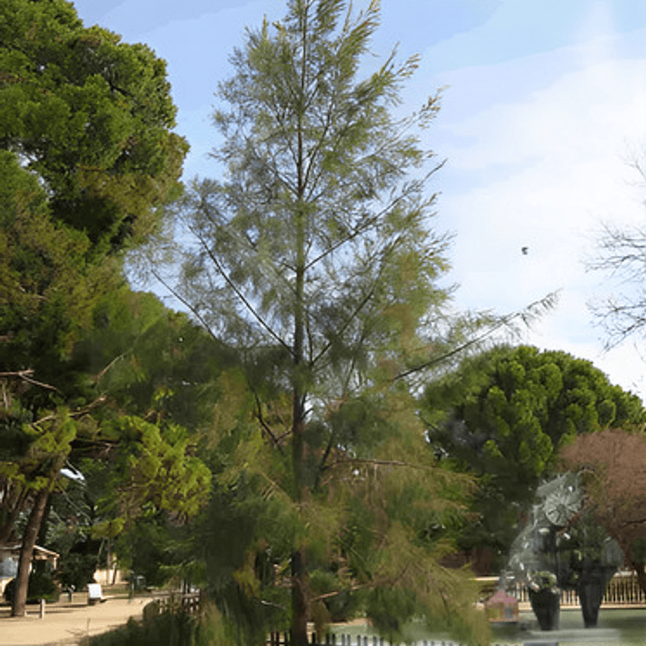 Casuarina / Pino Australiano 2 Metros Árbol Ornamental 2