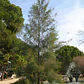Casuarina / Pino Australiano 2 Metros Árbol Ornamental - Miniatura 2