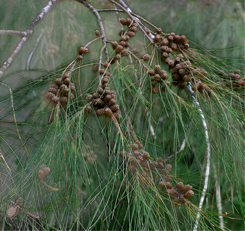 Casuarina / Pino Australiano 2 Metros Árbol Ornamental 3