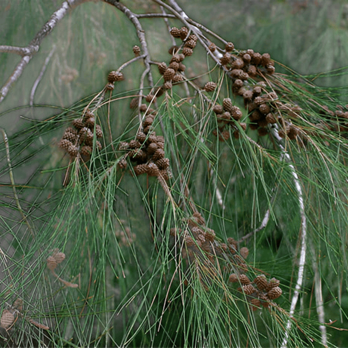 Casuarina / Pino Australiano 2 Metros Árbol Ornamental 3