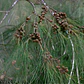 Casuarina / Pino Australiano 2 Metros Árbol Ornamental - Miniatura 3