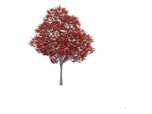 Liquidambar Gigante 4 Mts Árbol Ornamental