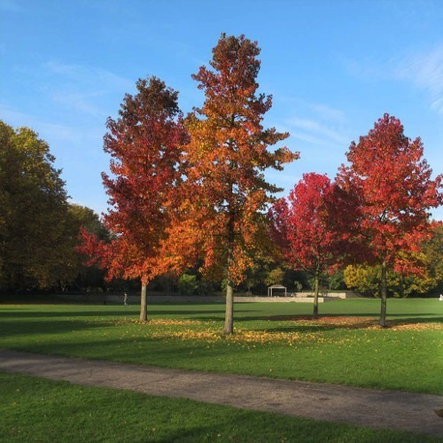 Liquidambar Gigante 4 Mts Árbol Ornamental 2