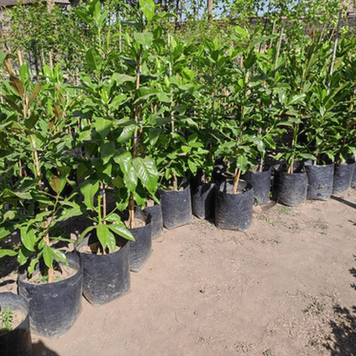 Magnolia Grandinflora Árbol Ornamental Perfumado 4