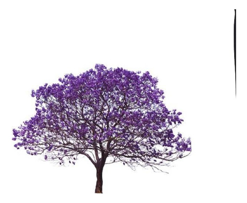 Jacarandá Árbol De 1,70 M Planta Ornamental 2