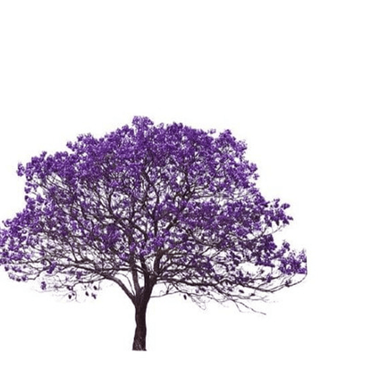 Jacarandá Árbol De 1,70 M Planta Ornamental 1