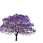 Jacarandá Árbol De 1,70 M Planta Ornamental - Miniatura 2
