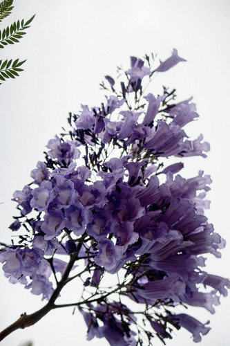 Jacarandá Árbol De 1,70 M Planta Ornamental 1