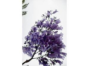 Jacarandá Árbol De 1,70 M Planta Ornamental