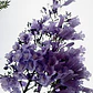 Jacarandá Árbol De 1,70 M Planta Ornamental - Miniatura 1