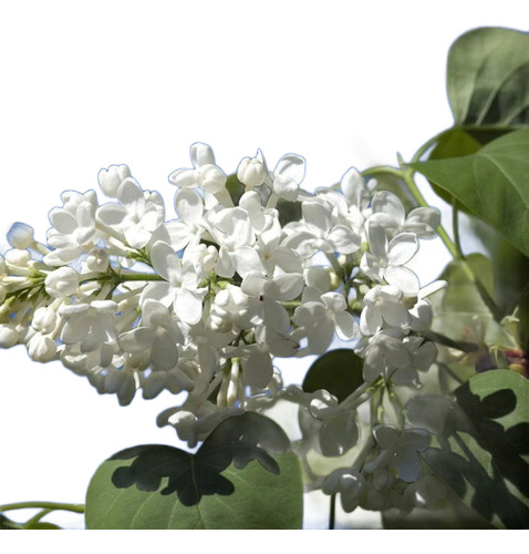 Lila Japónica Blanca Grande Arbusto Ornamental Flor 1
