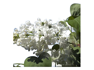 Lila Japónica Blanca Grande Arbusto Ornamental Flor