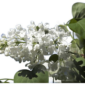 Lila Japónica Blanca Grande Arbusto Ornamental Flor