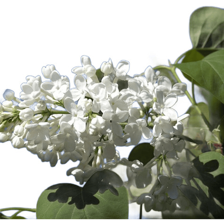 Lila Japónica Blanca Grande Arbusto Ornamental Flor 1