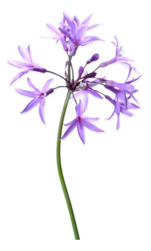 Flor De Ajo Tulbaguia Violeta Tubalghia Planta Ornamental 1