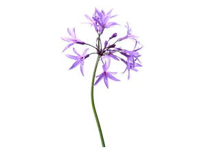 Flor De Ajo Tulbaguia Violeta Tubalghia Planta Ornamental