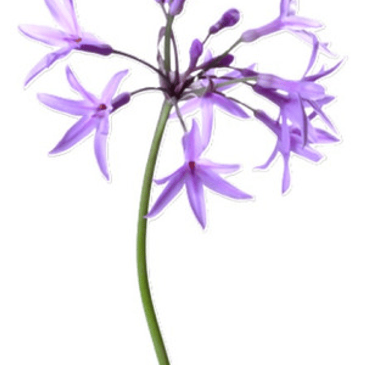 Flor De Ajo Tulbaguia Violeta Tubalghia Planta Ornamental 1