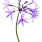 Flor De Ajo Tulbaguia Violeta Tubalghia Planta Ornamental - Miniatura 1