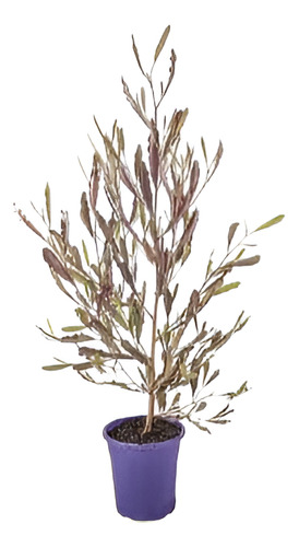Stenocarpus Rojo Grande 1