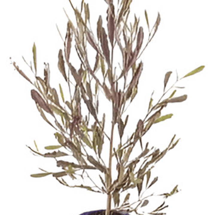 Stenocarpus Rojo Grande 1