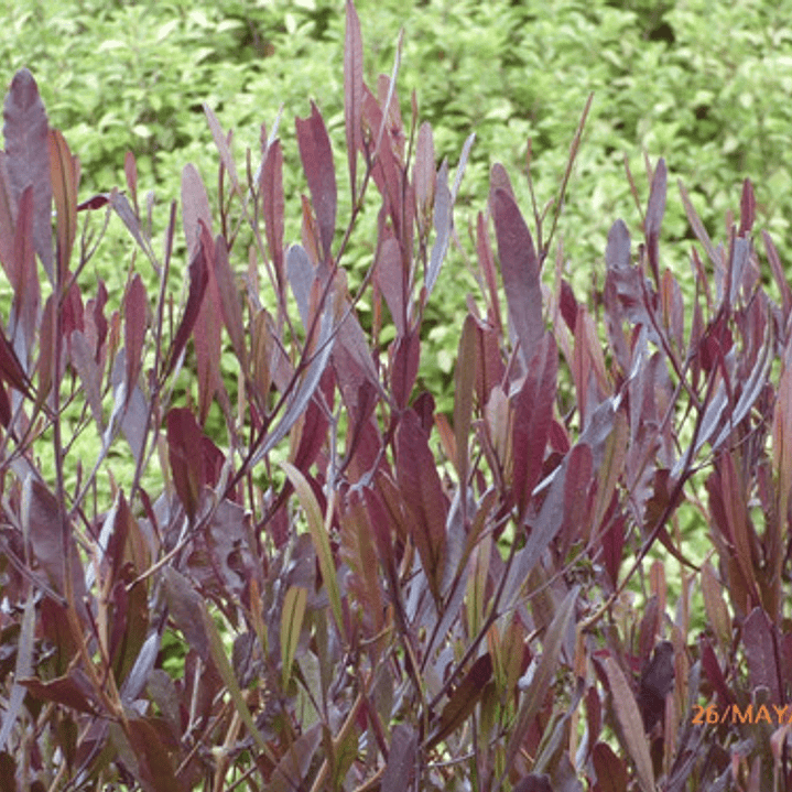 Stenocarpus Rojo Grande 2