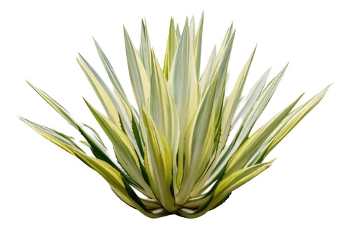 Pita Verde Planta Ornamental 1
