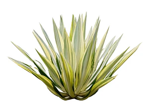 Pita Verde Planta Ornamental