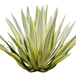 Pita Verde Planta Ornamental