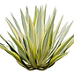 Pita Verde Planta Ornamental - Miniatura 1