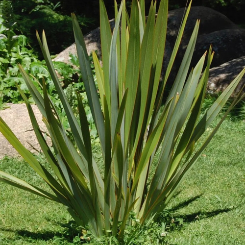 Pita Verde Planta Ornamental 2
