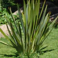 Pita Verde Planta Ornamental - Miniatura 2